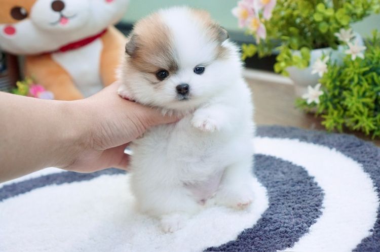 ปอม ปาร์ตี้ เพศเมีย เกรดสวย รูปที่ 4