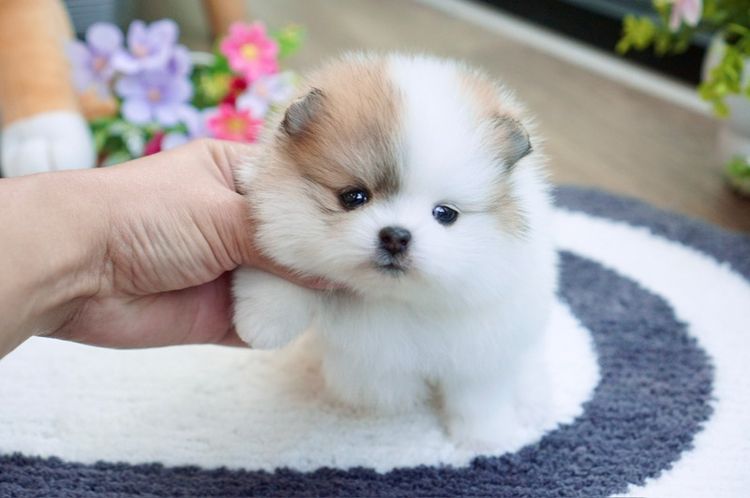 ปอม ปาร์ตี้ เพศเมีย เกรดสวย รูปที่ 7