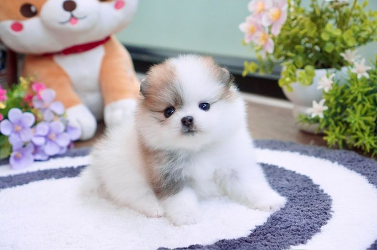 ปอมเมอเรเนียน (Pomeranian) เล็ก ปอม ปาร์ตี้ เพศเมีย เกรดสวย