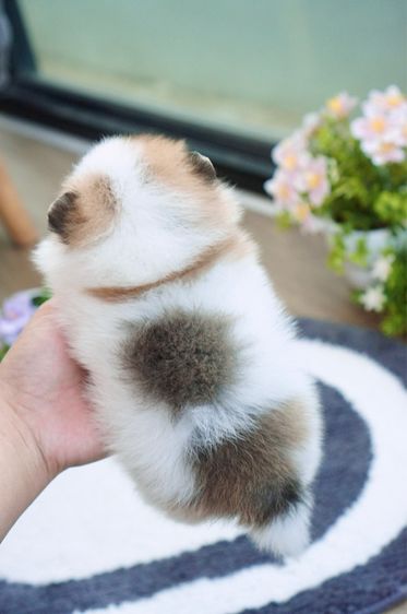 ปอม ปาร์ตี้ เพศเมีย เกรดสวย รูปที่ 5