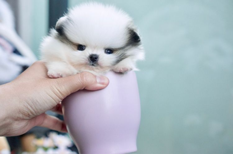 ปอมน้อย ทีคัพ หน้าสั้นแบน เกรดสวย รูปที่ 3