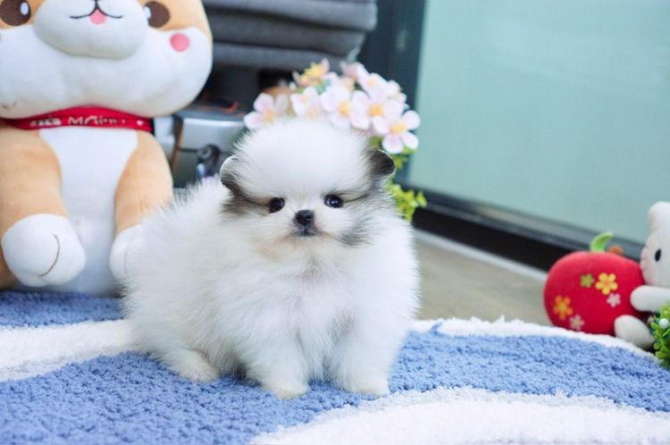 ปอมน้อย ทีคัพ หน้าสั้นแบน เกรดสวย รูปที่ 6