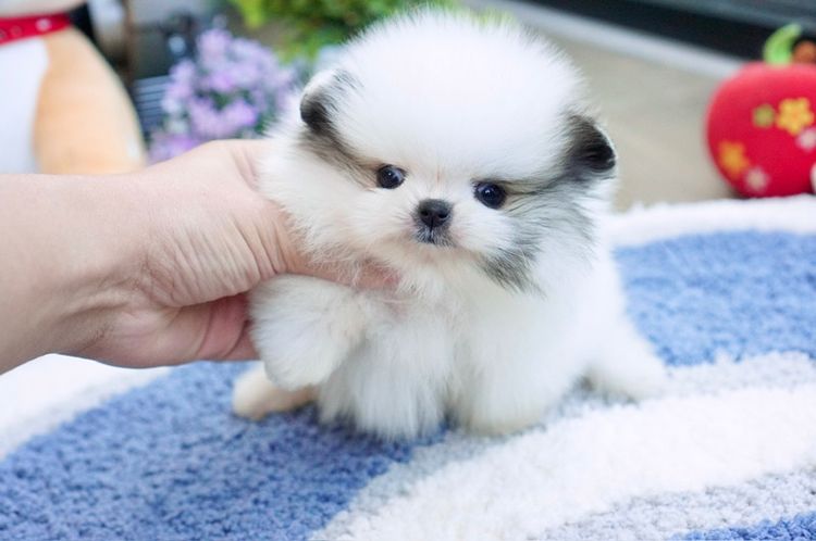 ปอมน้อย ทีคัพ หน้าสั้นแบน เกรดสวย รูปที่ 5