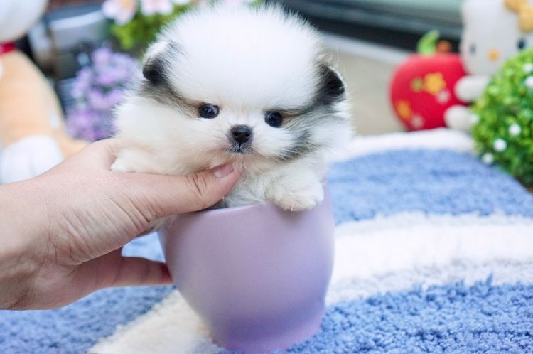 ปอมน้อย ทีคัพ หน้าสั้นแบน เกรดสวย รูปที่ 2