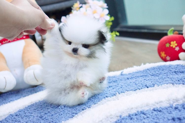 ปอมเมอเรเนียน (Pomeranian) เล็ก ปอมน้อย ทีคัพ หน้าสั้นแบน เกรดสวย