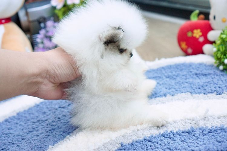 ปอมน้อย ทีคัพ หน้าสั้นแบน เกรดสวย รูปที่ 9