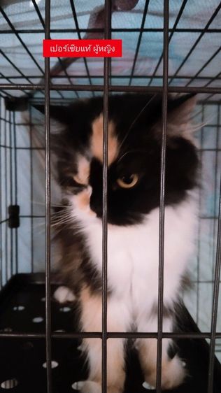 เปอร์เซีย ราคาเลิกเลี้ยง 2-3ปีขึ้น รูปที่ 3