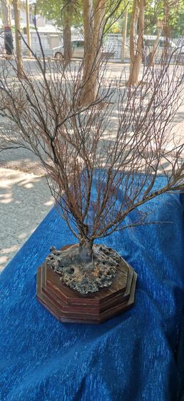 ปะการัง รูปที่ 2