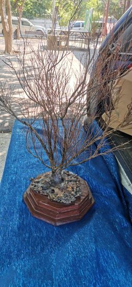 ปะการัง รูปที่ 3