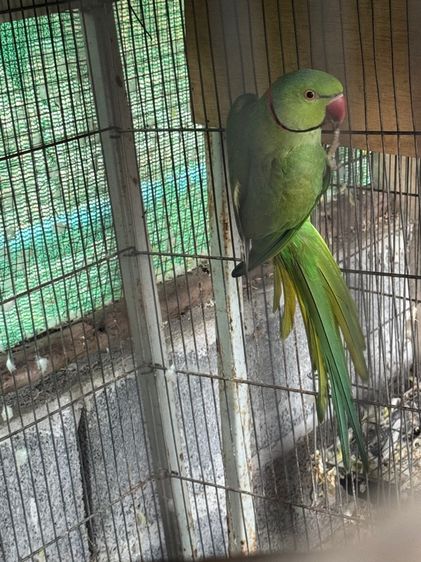 นกแก้วริงเนค