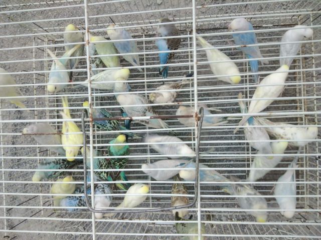 นกหงษ์หยก รูปที่ 4