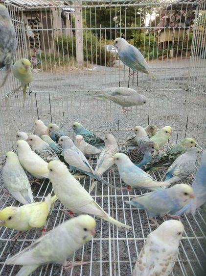 นกหงษ์หยก รูปที่ 2