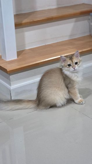 บริติช Ny11 ช ขนยาวและขนสั้ร รูปที่ 10