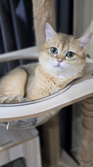 บริติช Ny11 ช ขนยาวและขนสั้ร รูปที่ 9