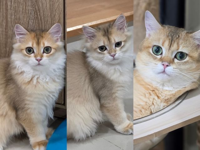 บริติช Ny11 ช ขนยาวและขนสั้ร