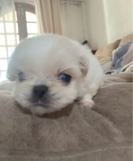 ปักกิ่ง รูปที่ 7