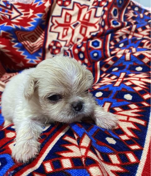 ปักกิ่ง รูปที่ 9