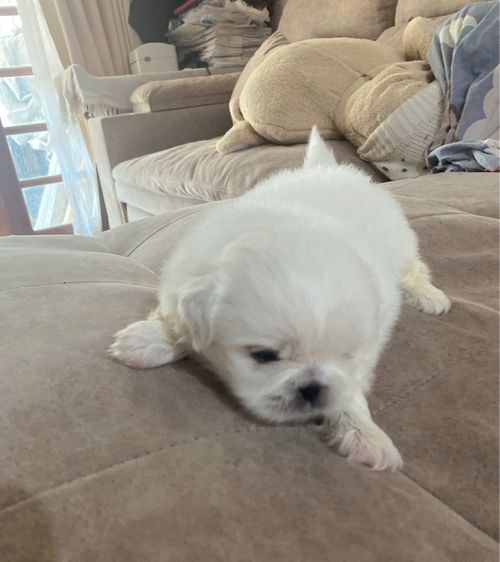 ปักกิ่ง