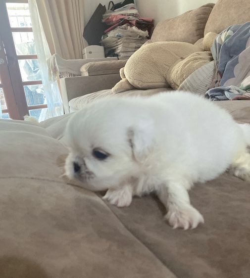 ปักกิ่ง รูปที่ 3