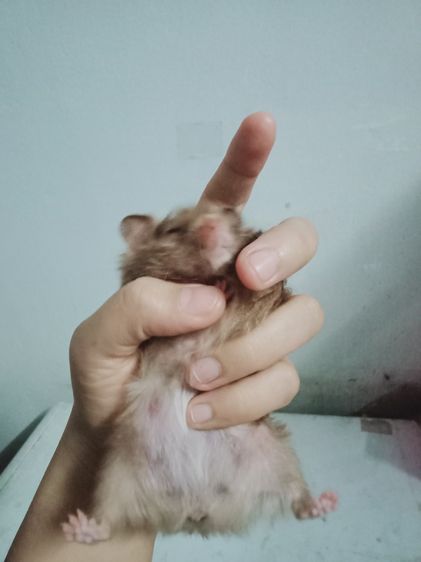 หนูเเฮมเตอร์ใจเเอ้นยุโรป รูปที่ 4