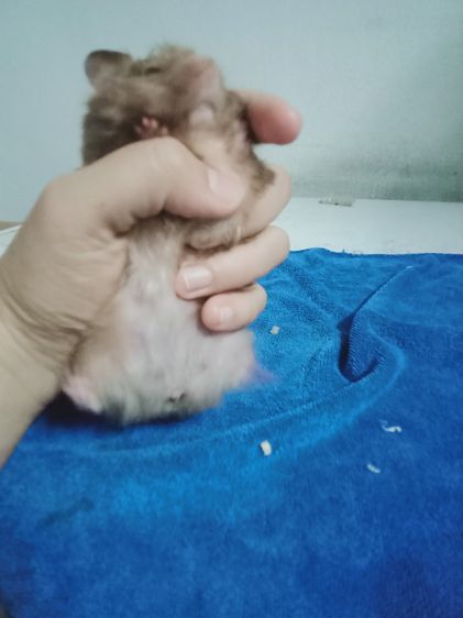 หนูเเฮมเตอร์ใจเเอ้นยุโรป รูปที่ 8