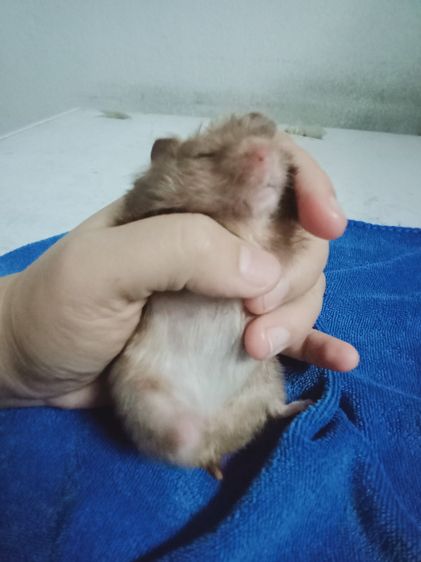 หนูเเฮมเตอร์ใจเเอ้นยุโรป รูปที่ 2