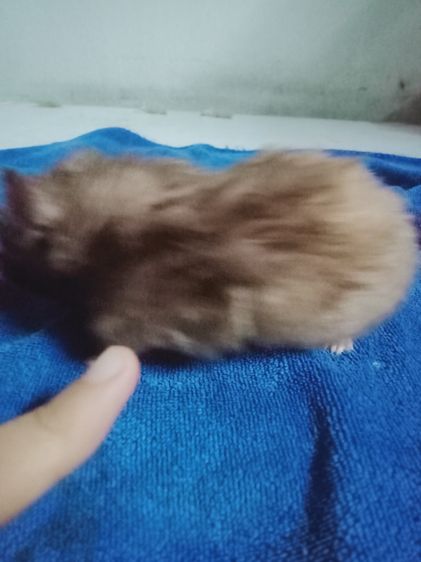 หนูเเฮมเตอร์ใจเเอ้นยุโรป รูปที่ 7