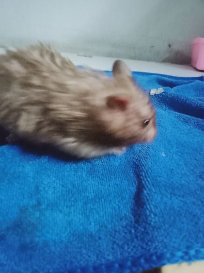 หนูเเฮมเตอร์ใจเเอ้นยุโรป