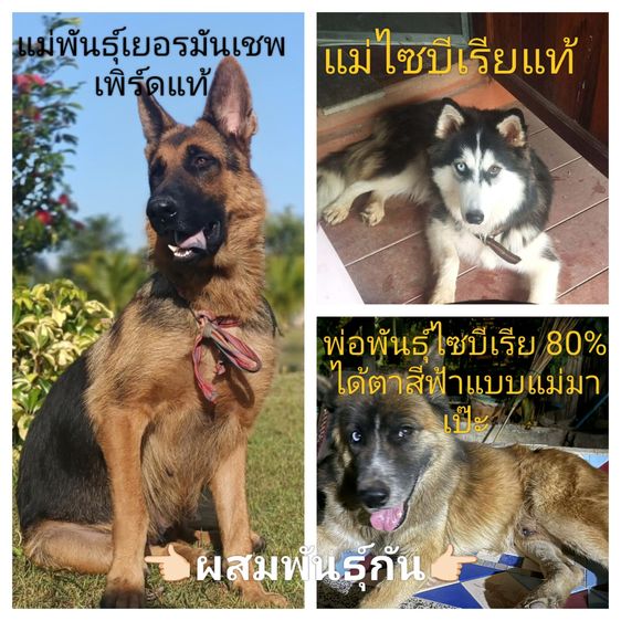 แม่เยอรมันเชพเพิร์ด แท้ พ่อไซบีเรียตาฟ้า80 เปอร์เซน เน้นใกล้เคียงก่อนนะครับภาคเหนือตอนบน รูปที่ 5