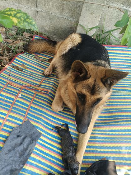 แม่เยอรมันเชพเพิร์ด แท้ พ่อไซบีเรียตาฟ้า80 เปอร์เซน เน้นใกล้เคียงก่อนนะครับภาคเหนือตอนบน รูปที่ 2