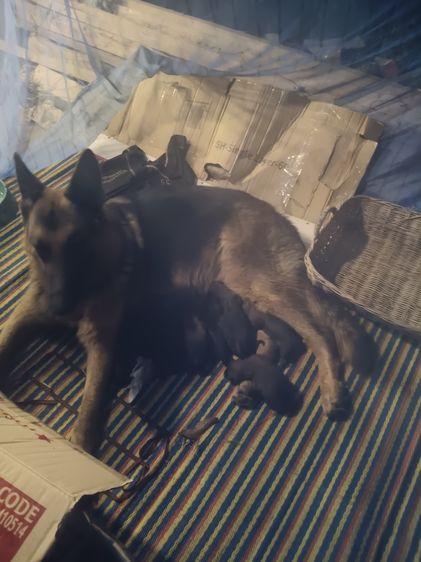 แม่เยอรมันเชพเพิร์ด แท้ พ่อไซบีเรียตาฟ้า80 เปอร์เซน เน้นใกล้เคียงก่อนนะครับภาคเหนือตอนบน รูปที่ 3