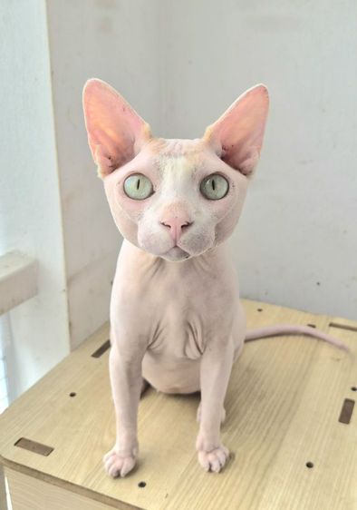 สฟิงซ์ แบ่งเลี้ยง รูปที่ 4