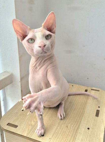 สฟิงซ์ แบ่งเลี้ยง