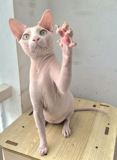 สฟิงซ์ แบ่งเลี้ยง รูปที่ 3