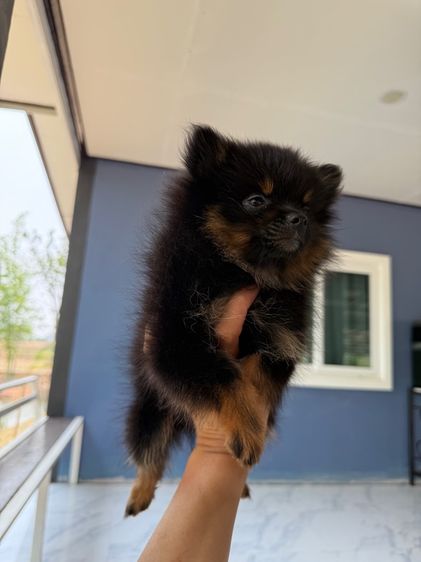 ปอมเมอร์เรเนียน รูปที่ 2