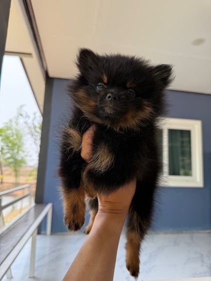 ปอมเมอเรเนียน (Pomeranian) เล็ก ปอมเมอร์เรเนียน