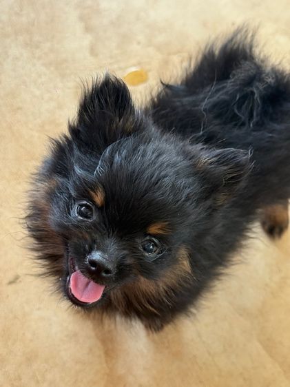 ปอมเมอร์เรเนียน รูปที่ 4