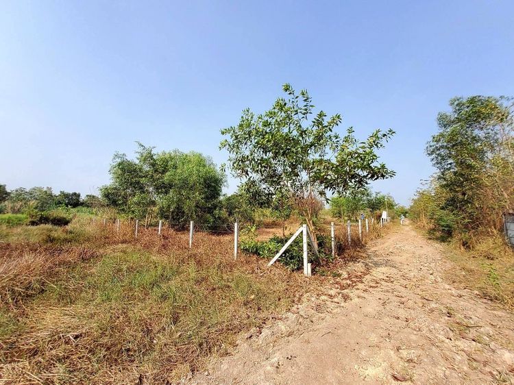ขายถูกที่ดิน 400 ตรว ติดถนนสาธารณะ  ใกล้ซอยอยู่รวยแลนด์ หนองสามวัง หนองเสือ รูปที่ 3