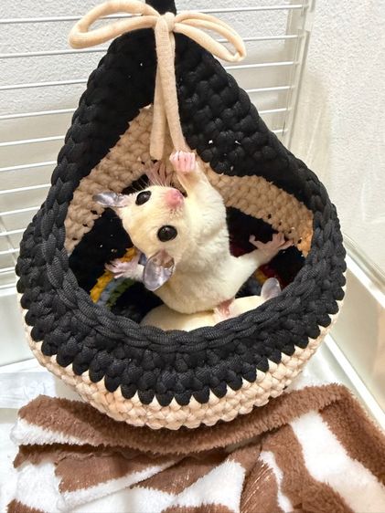 ชูก้าไกรเดอร์ สีไวท์โม 