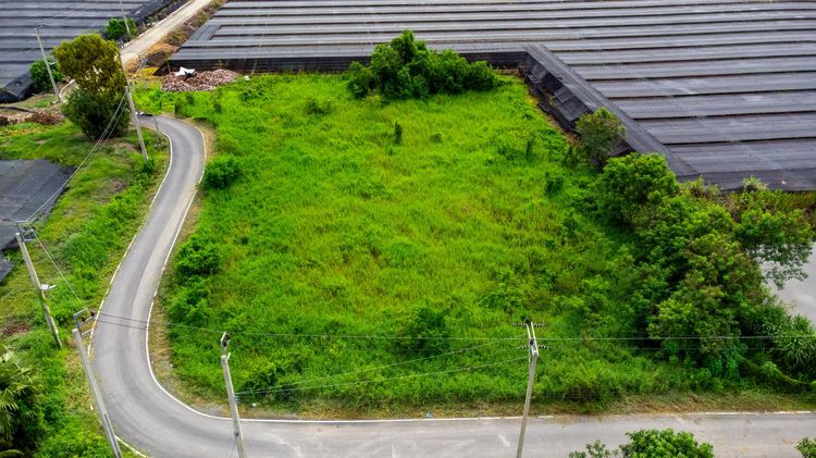 ที่ดิน ติดถนน แปลงสวย บางใหญ่ นนทบุรี ถนน เลียบคลองตาแดง ซอย ประชาร่วมใจ เหมาะทำโกดัง Cafe บ้านสวน การเกษตร ศูนย์การเรียนรู้ MRT ตลาดบางใหญ่ รูปที่ 3