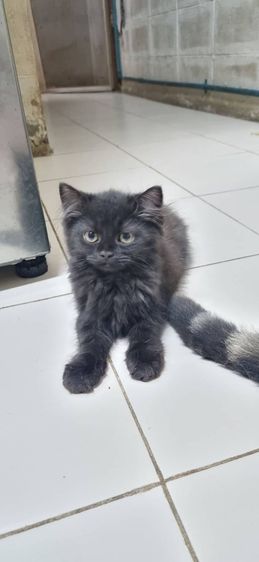 สก็อตติช โฟลด์ (Scottish Fold) ขายแมวสก็อตติชโฟลด์ เพศผู้