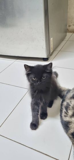 ขายแมวสก็อตติชโฟลด์ เพศผู้ รูปที่ 2