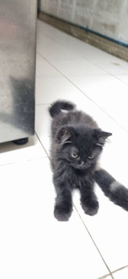 ขายแมวสก็อตติชโฟลด์ เพศผู้ รูปที่ 4