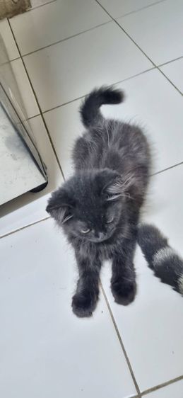 ขายแมวสก็อตติชโฟลด์ เพศผู้ รูปที่ 7