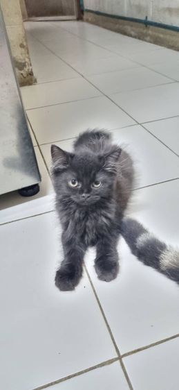 ขายแมวสก็อตติชโฟลด์ เพศผู้ รูปที่ 5