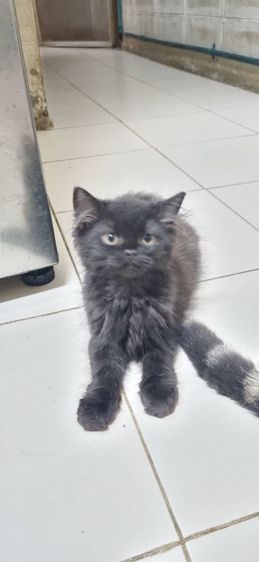 ขายแมวสก็อตติชโฟลด์ เพศผู้ รูปที่ 3