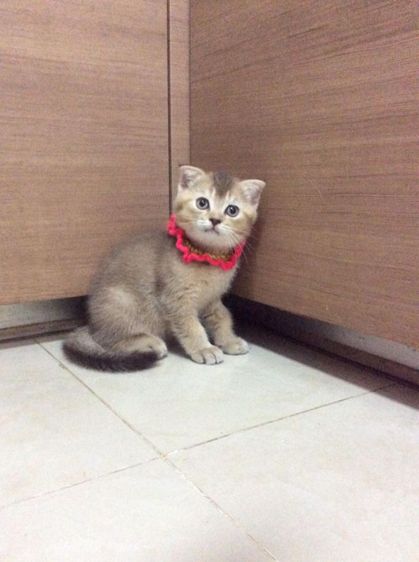 สก็อตติชโฟลด์ เพศเมีย รูปที่ 4