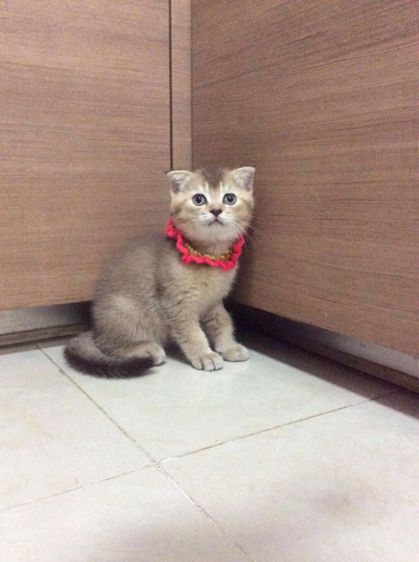 สก็อตติชโฟลด์ เพศเมีย รูปที่ 3