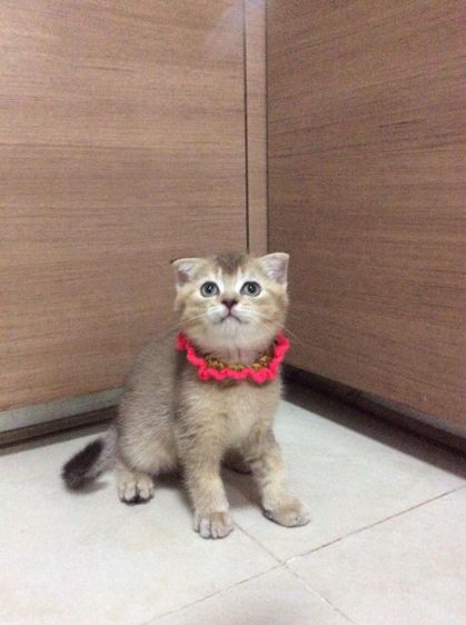 สก็อตติช โฟลด์ (Scottish Fold) สก็อตติชโฟลด์ เพศเมีย