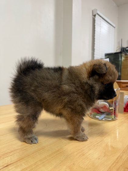 ลูกสุนัขพันธุ์ปอมเมอร์เรเนียน เพศผู้ รูปที่ 9